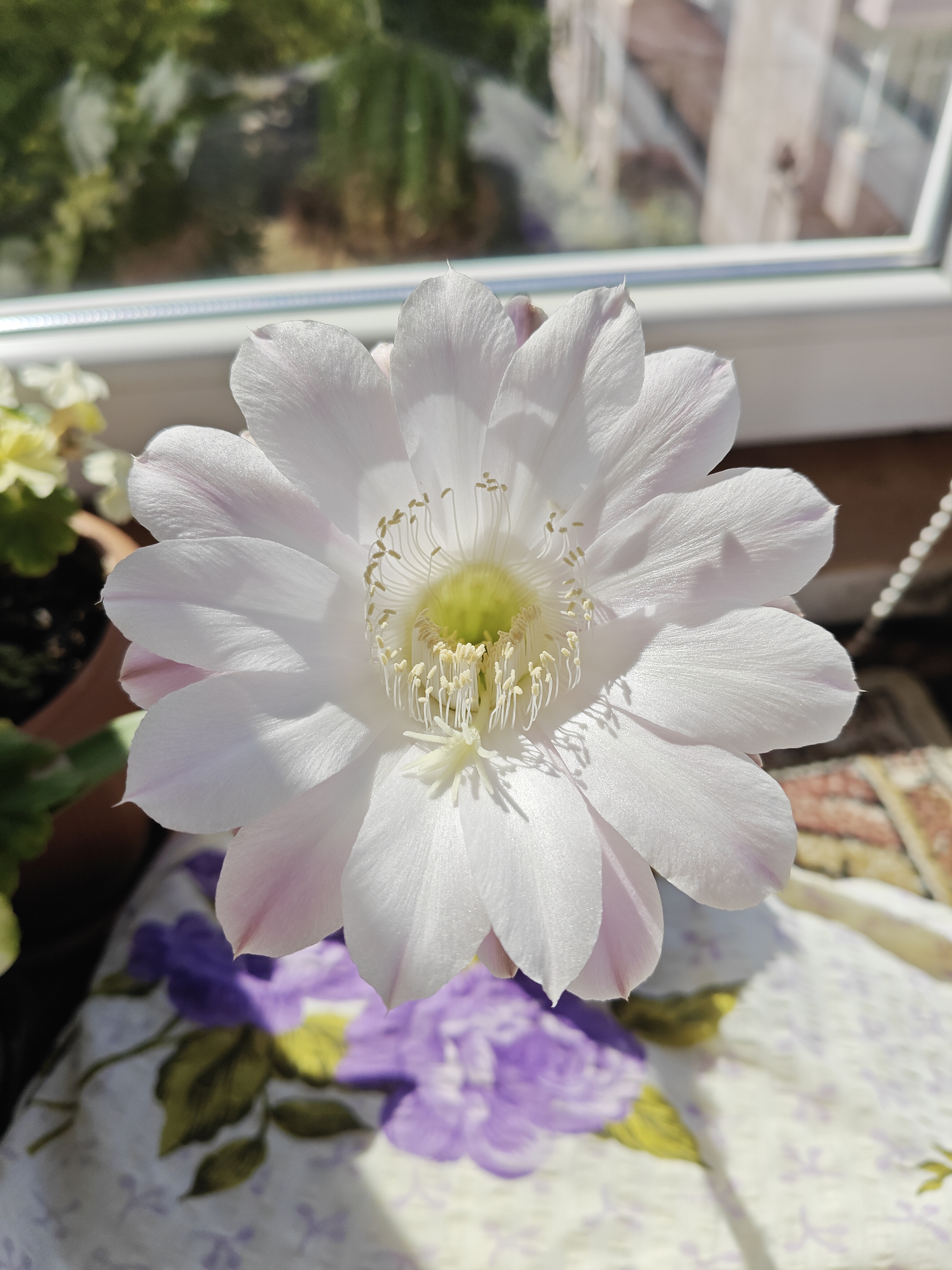 Acasă — IMG20260815105727.jpg